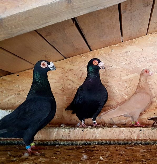  - 23_CARUNCULATI DE ORADEA MATCA-2021