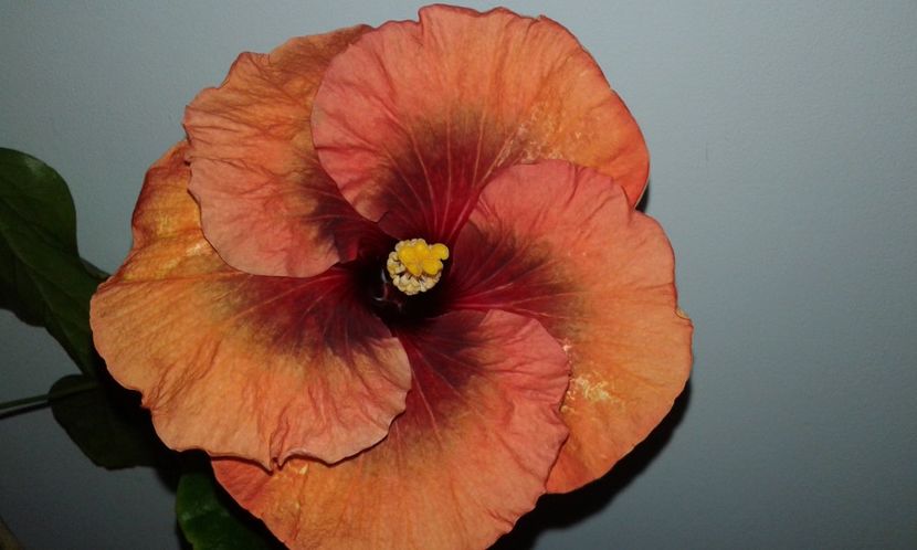 Prima zi... - Hibiscus Tahitian Dark Congo