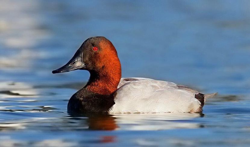 Rățoi cu cap castaniu - Un fel de rai pe pământ!
