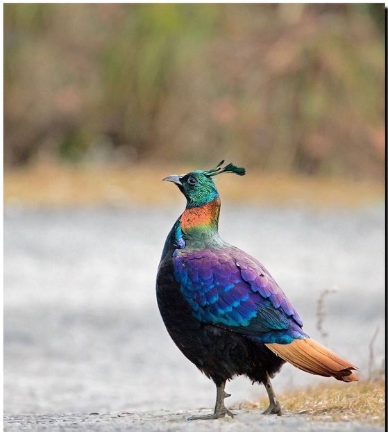 Fazan Himalaya - Un fel de rai pe pământ!