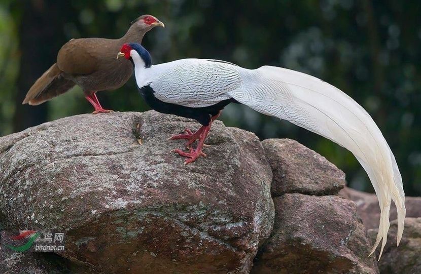 Fazani argintii - Un fel de rai pe pământ!