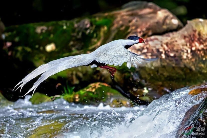 Fazan argintiu - Un fel de rai pe pământ!