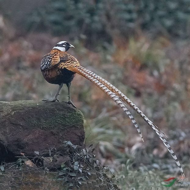 Fazan regal - Un fel de rai pe pământ!