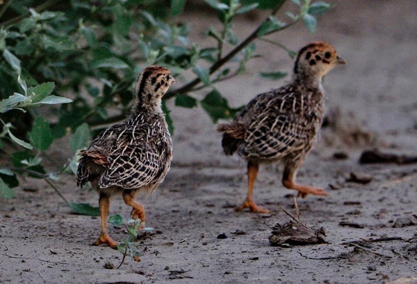 Potârniche comună - Un fel de rai pe pământ!