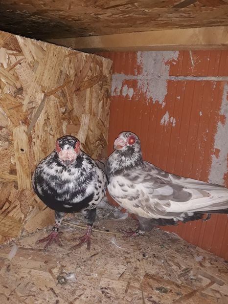 Perechea 4 - Berberi