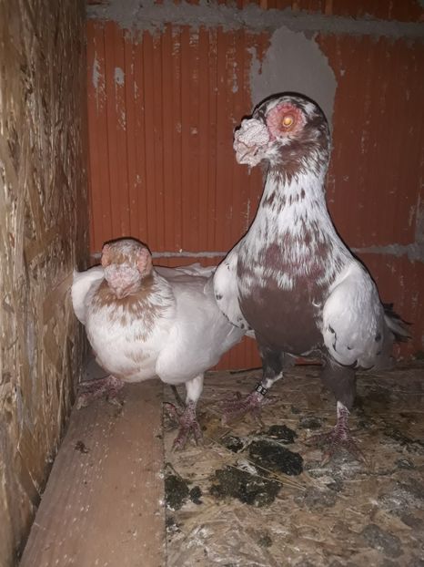 Perechea 5 - Berberi