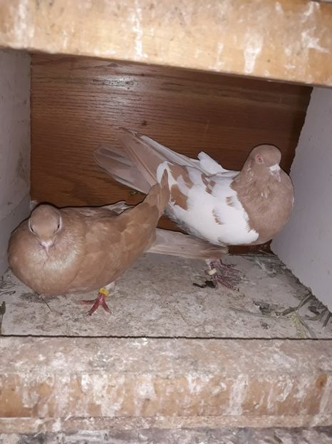 Perechea 3 - Jucătorii