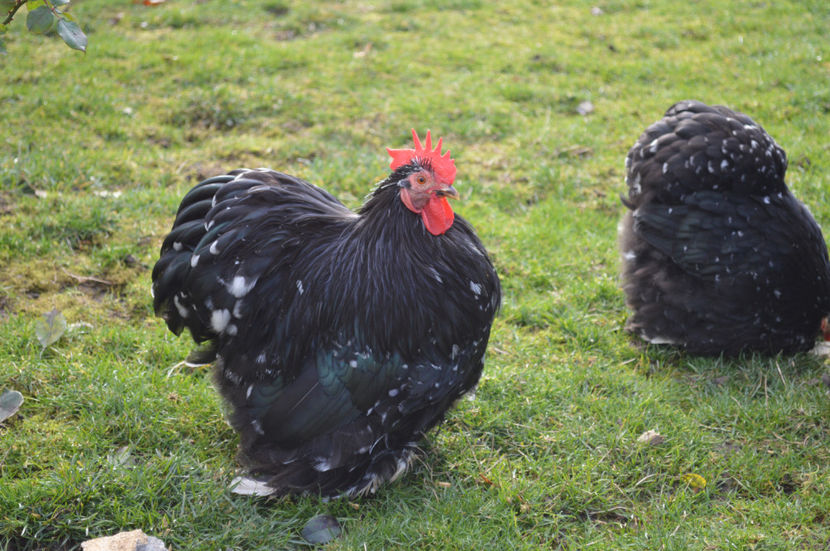  - COCHINCHINA PITIC 2018