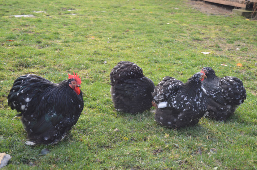  - COCHINCHINA PITIC 2018