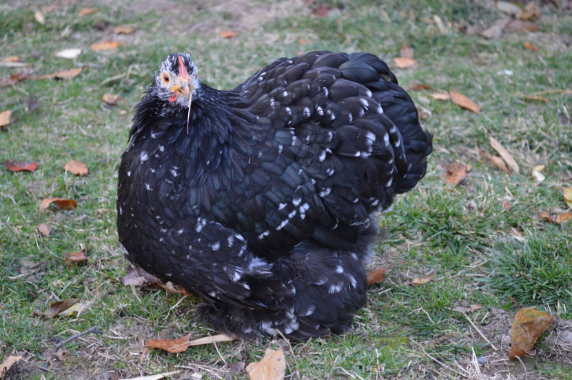  - COCHINCHINA PITIC 2018