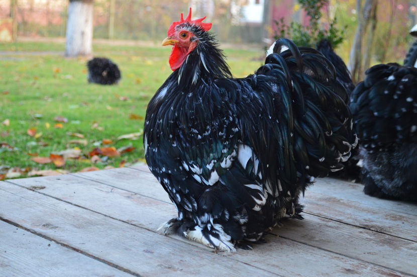  - COCHINCHINA PITIC 2018