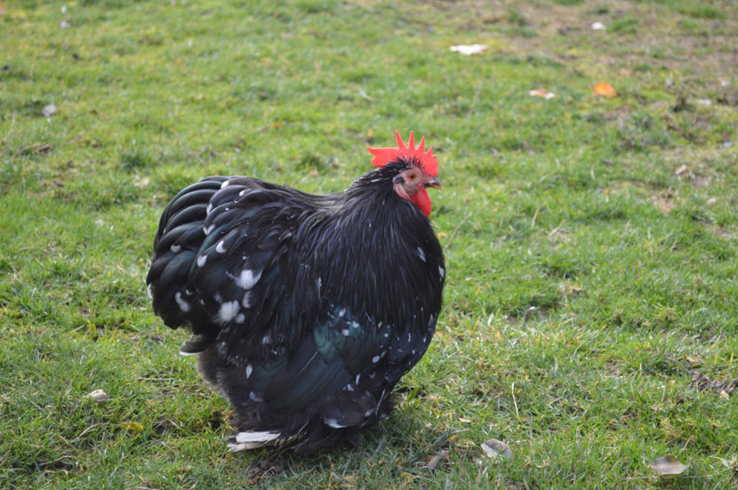  - COCHINCHINA PITIC 2018