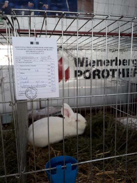  - Rezultate expozitie lipova noi 2017