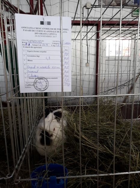 Fem xaluf 97  pct  la baicok nationala   95.5 - Rezultate expozitie lipova noi 2017