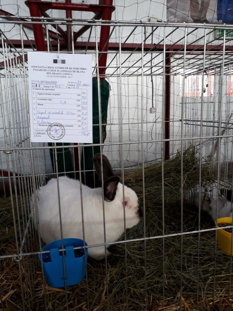  - Rezultate expozitie lipova noi 2017