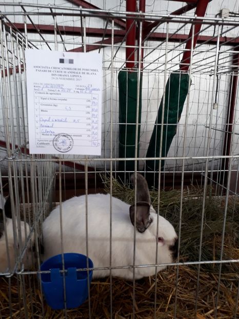  - Rezultate expozitie lipova noi 2017