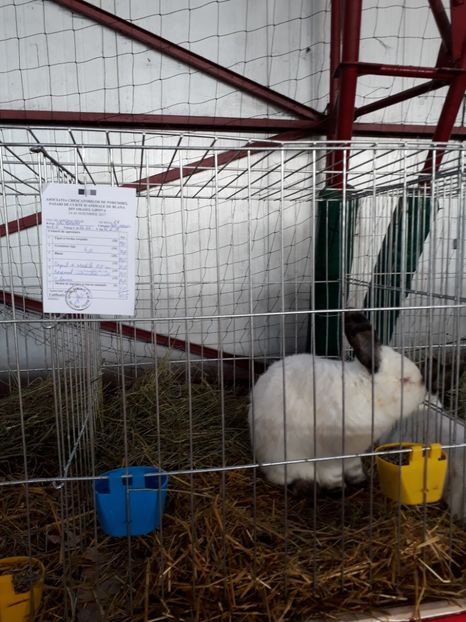  - Rezultate expozitie lipova noi 2017