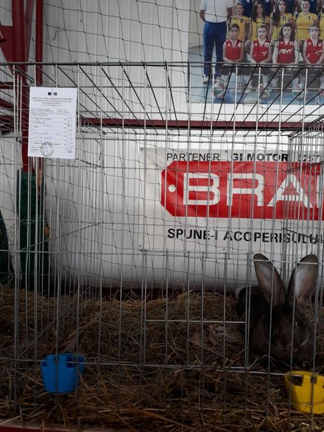  - Rezultate expozitie lipova noi 2017