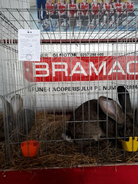  - Rezultate expozitie lipova noi 2017