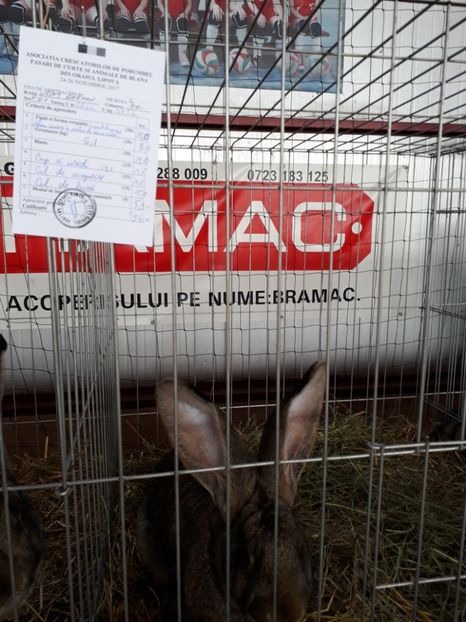  - Rezultate expozitie lipova noi 2017