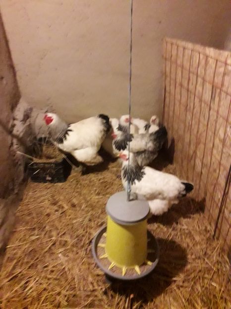  - Pregatiri de iarna