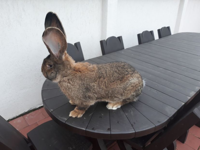 M2 16-12-2017 - M 2 UGG 2018 - Vindut