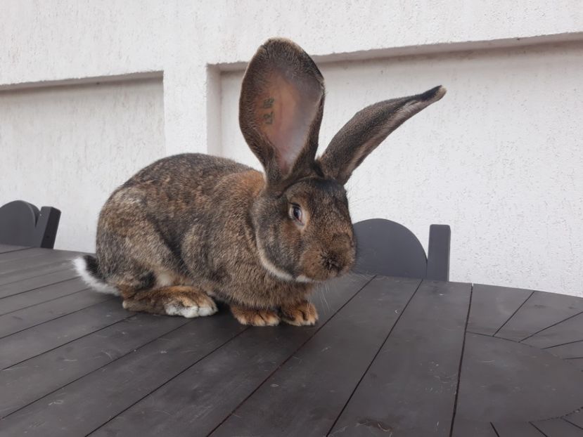 M2 16-12-2017 - M 2 UGG 2018 - Vindut