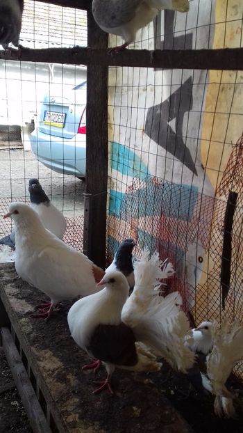  - DIN CURTE decembrie 2017