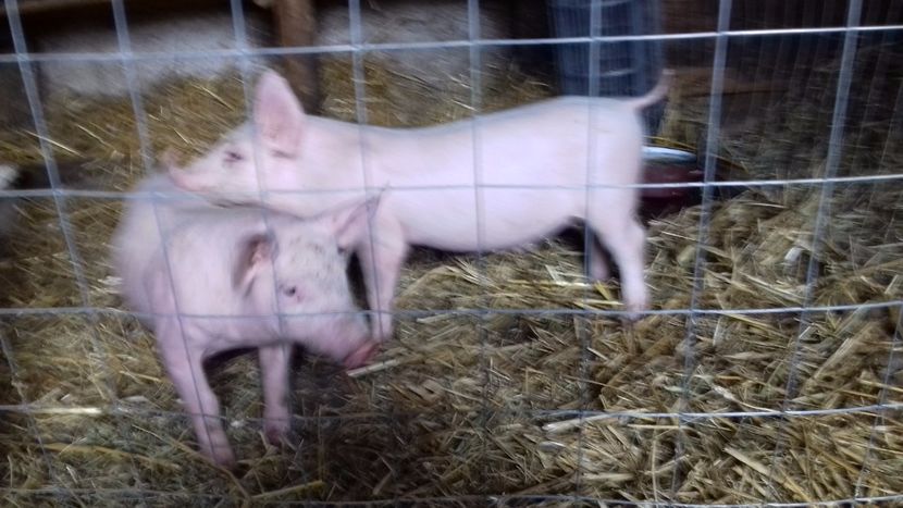 20171216_complex merisani M+F - DIN CURTE decembrie 2017