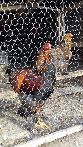  - DIN CURTE decembrie 2017