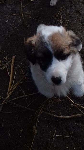 VALDYmicutul guard - DIN CURTE decembrie 2017