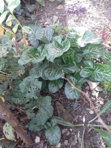  - 0 ROG IDENTIFICARE