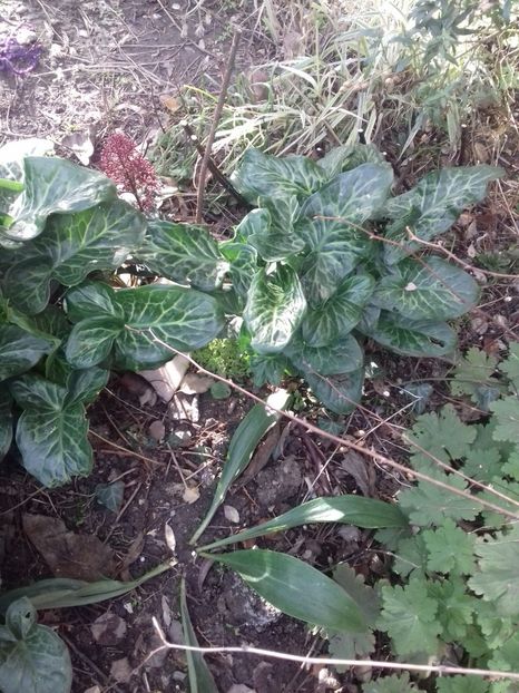  - 0 ROG IDENTIFICARE