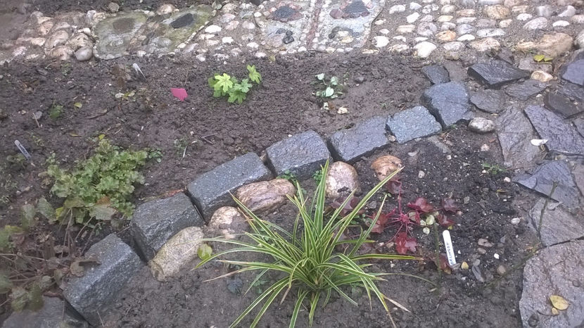 Carex variegata - 15 decembrie