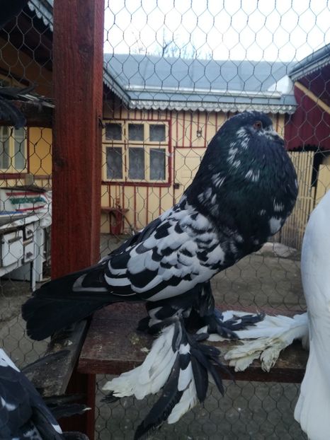  - GUSATI DE POMERANIA