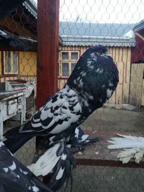  - GUSATI DE POMERANIA