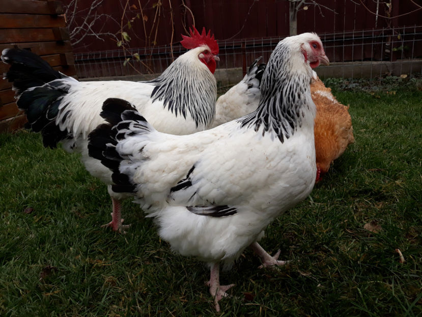  - ACHIZITII 2017 GAINI SUSSEX