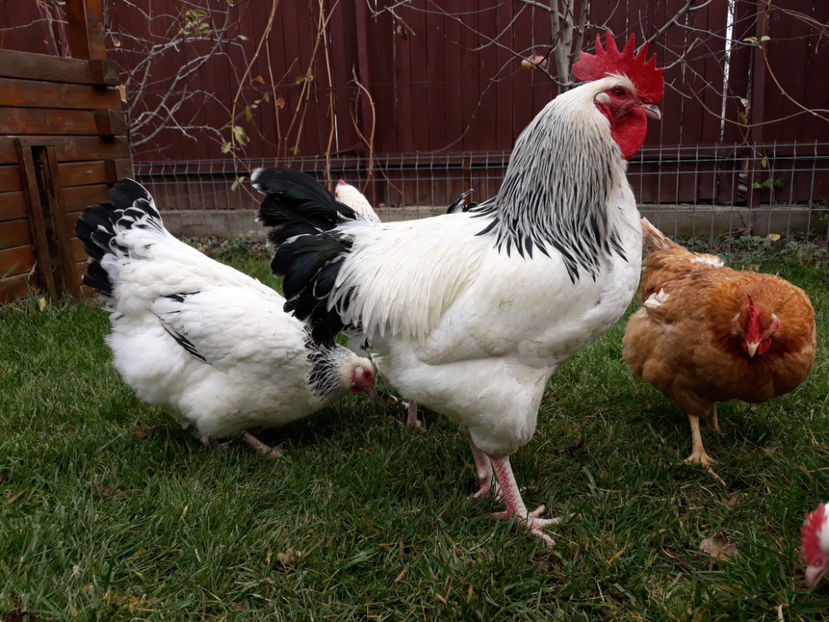  - ACHIZITII 2017 GAINI SUSSEX