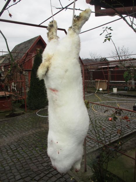 fem Neo 8 luni !!! - SACRIFICARI