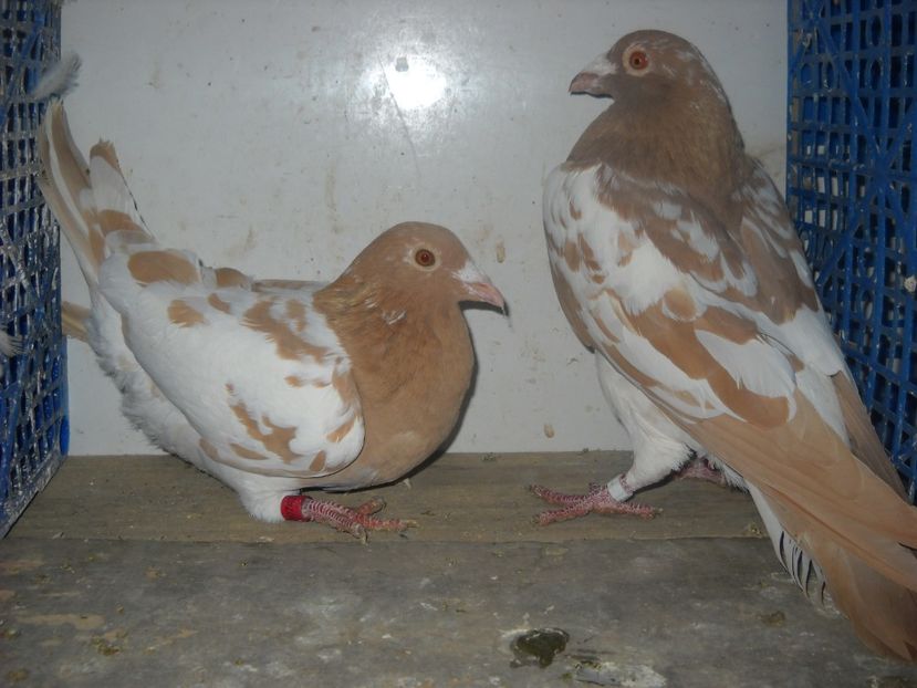 PER. M. F.  2017 - PORUMBEI VANDUTI