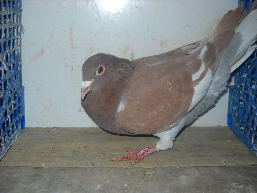 F.2017 - PORUMBEI VANDUTI