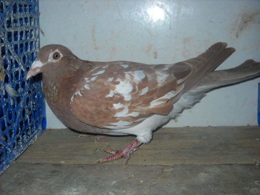 F.2017 - PORUMBEI VANDUTI