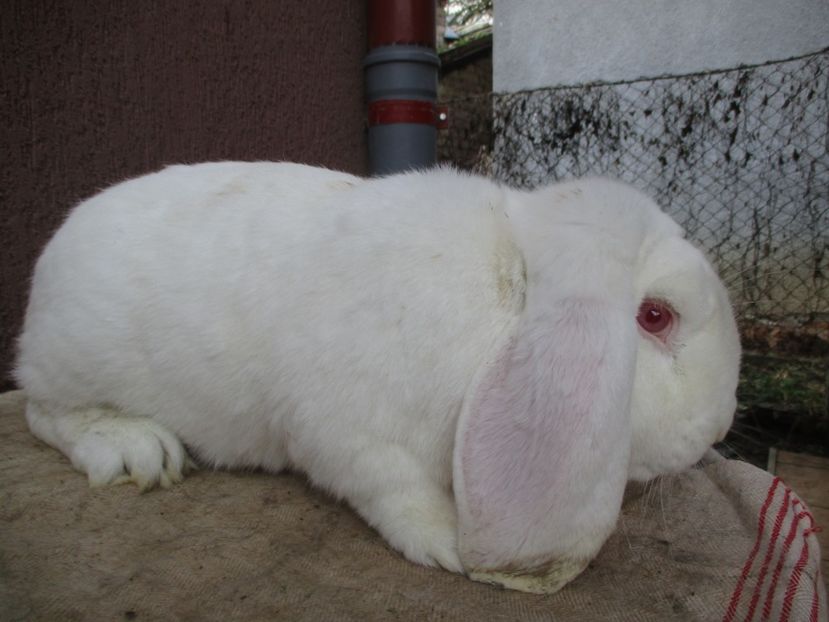 B.G. masc.!!! - SACRIFICARI