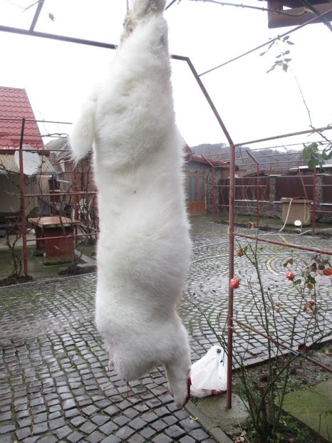 productie proprie 2017 ! - SACRIFICARI