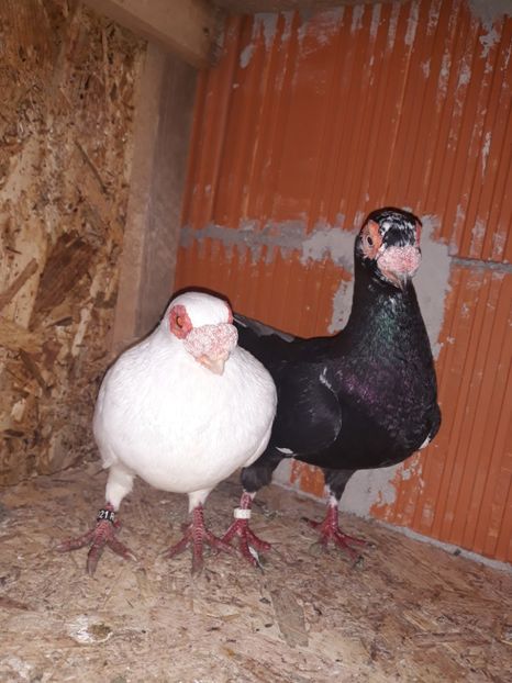 Perechea 8 - Berberi