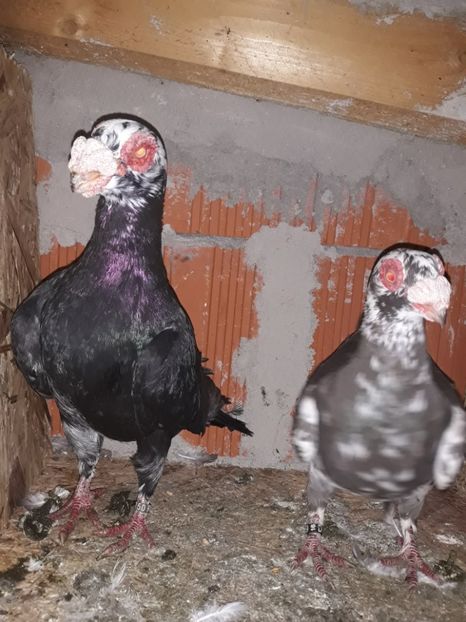 Perechea 12 - Berberi