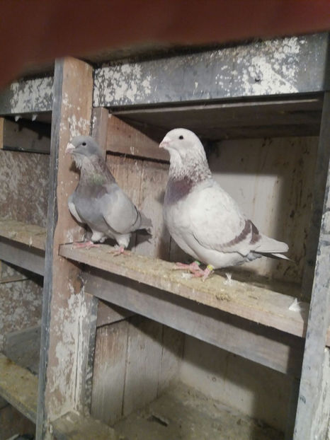 IMG-20171211-WA0054 - VRDF 2018