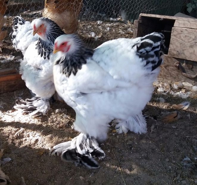  - Brahma herminat deschis 2018