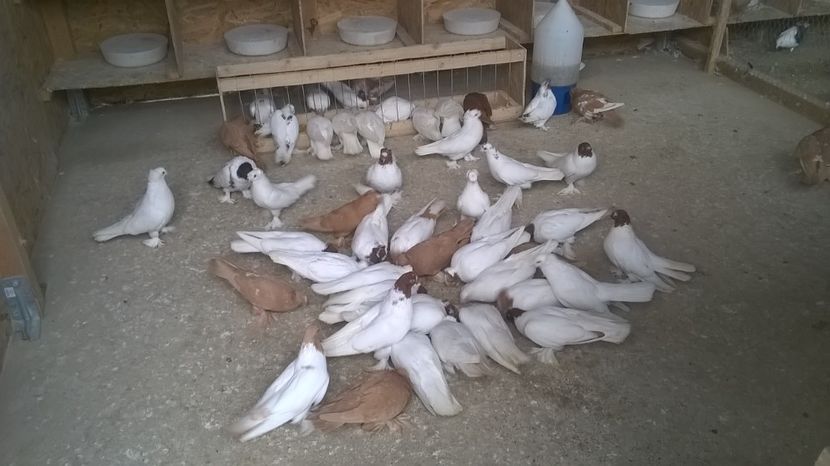  - jucatori de botosani