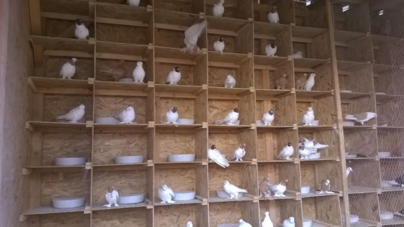  - jucatori de botosani